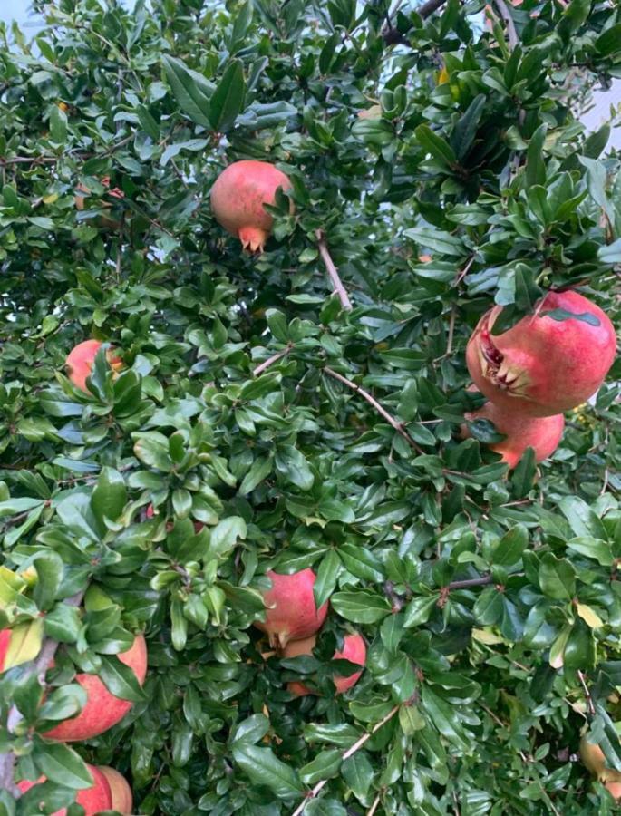 El Granado Villa Piedrabuena Dış mekan fotoğraf
